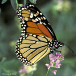 New monarch conservation strategy launched in Iowa