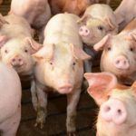 Nebraska’s hog numbers on the upswing