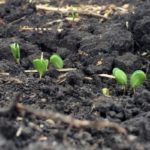 Historical marker to honor Indiana’s Soybean Pioneer 