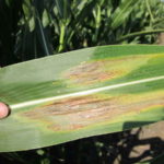 Preventing Goss’s Wilt starts and ends with hybrid selection