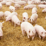 Veterinarians look at the big picture