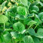 Soybean planter adjustments might be necessary