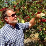 Michigan cherry growers approve referendum