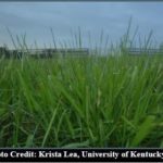 Schools to replace toxic fescue