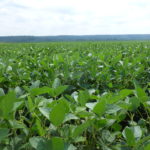 Symposium explores science of soybean yield
