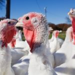 Low pathogenic avian flu found in Wisconsin turkey flock
