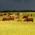 NCBA plans to work with EPA to replace WOTUS