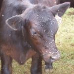 Central Life Sciences offers new fly control solutions for cattle