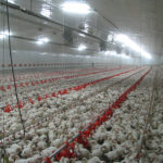 Avian flu not a market mover, at this point