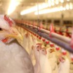 Second case of high path avian flu detected in Tennessee