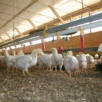 Iowa poultry industry on guard for avian flu