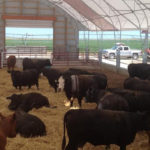 Growing interest in cow-calf confinement production systems