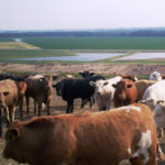 Iowa bill limits damages in livestock nuisance lawsuits