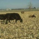 Minnesota Department of Ag launches Cropland Grazing Exchange