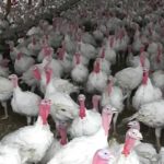 Turkey hatchery announcement grows Indiana’s poultry industry