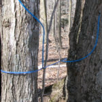 Maple syrup producers benefiting from weather swings