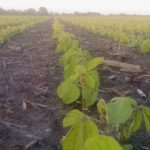 Will soybeans win the acreage battle this spring?