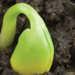 Seed treatments still pay off in Upper Midwest