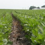 Iowa farmer plans extra caution with new dicamba herbicide