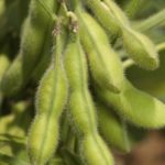 Contest helps soybean growers build yield
