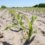 University of Missouri weather expert predicts wet, mild summer, better yields