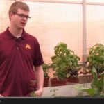 Limited options for spotty damage in alfalfa fields