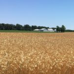 Wheat industry concerned with historic low wheat projections