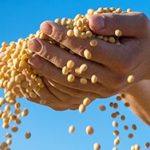 Agreement puts non-GMO, high oleic soybeans in growers’ hands