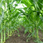NCGA says farm safety net programs necessary