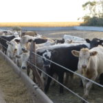 For cattle minerals, one size does not fit all