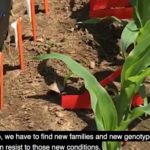 MU Robotic system in use for genotyping crops