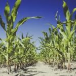 Report: Farming riskier with fewer field days