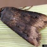 Delayed planting may extend window for black cutworm