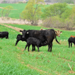 Iowa’s soil moisture in good shape overall
