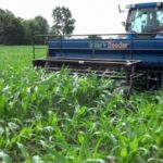 Early season interseeding of cover crops