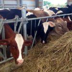 Veterinarian grants available to address shortages
