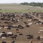 Green Plains to acquire cattle feed yards from Cargill
