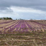 Wet weather and mild winter creates pest and weed challenges