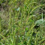 Investigation determines single source of Palmer infestation