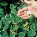 Missouri law boosts fines for off-label herbicide application