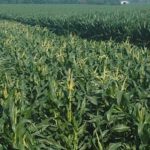 Minnesota tops in sweet corn production