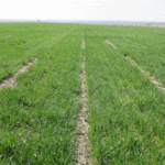 Nebraska’s winter wheat crop rates mostly fair to good
