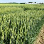 Window closing for wheat management practices