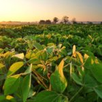 USDA reports get attention of people in agriculture