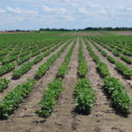 Field strip trials give growers valuable data