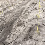 Agronomist says no need to switch hybrids – yet