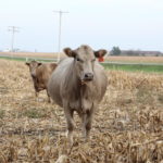 Global beef trends: Spotlight is on China