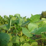 NemaStrike nematode management tool available in 2018
