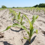 Warm weather allows South Dakota planting progress