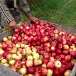 Michigan Apple Committee leadership named